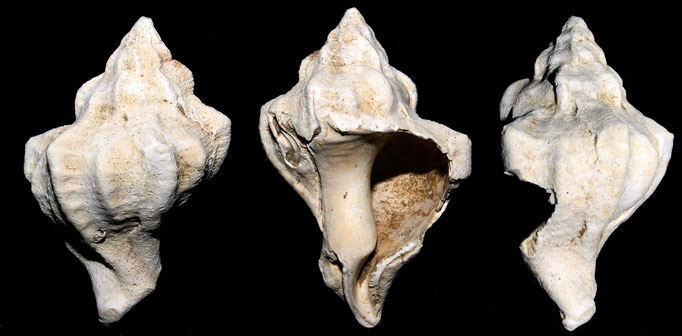 Hexaplex trunculus, Macchia della Turchina (Monteromano, VT)