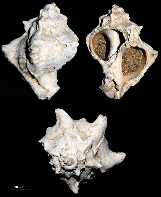 Hexaplex trunculus, Macchia della Turchina (Monteromano, VT)