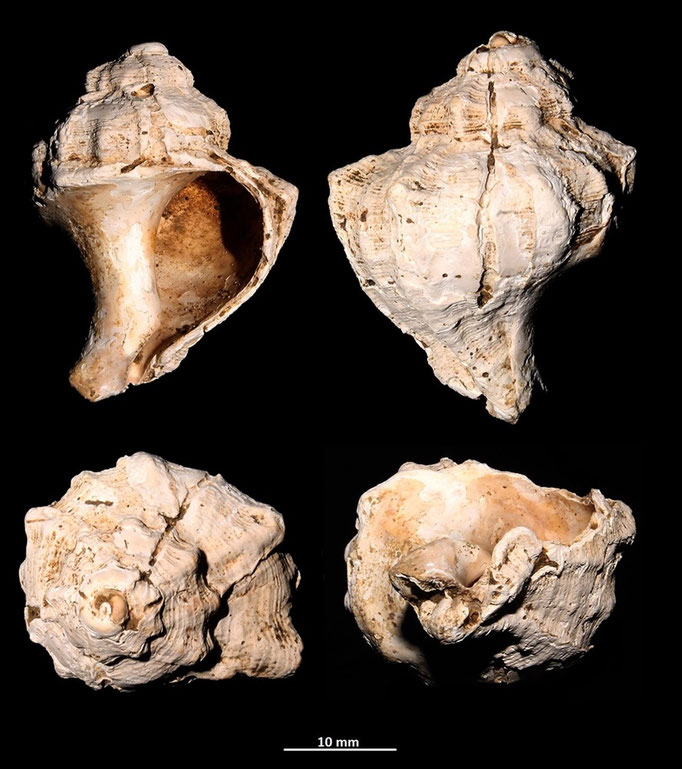 Hexaplex trunculus, Macchia della Turchina (Monteromano, VT)