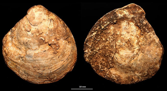 Ostrea edulis, calcareniti di Tarquinia (VT)