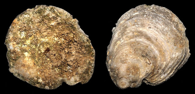 Ostrea edulis, calcareniti di Tarquinia (VT)