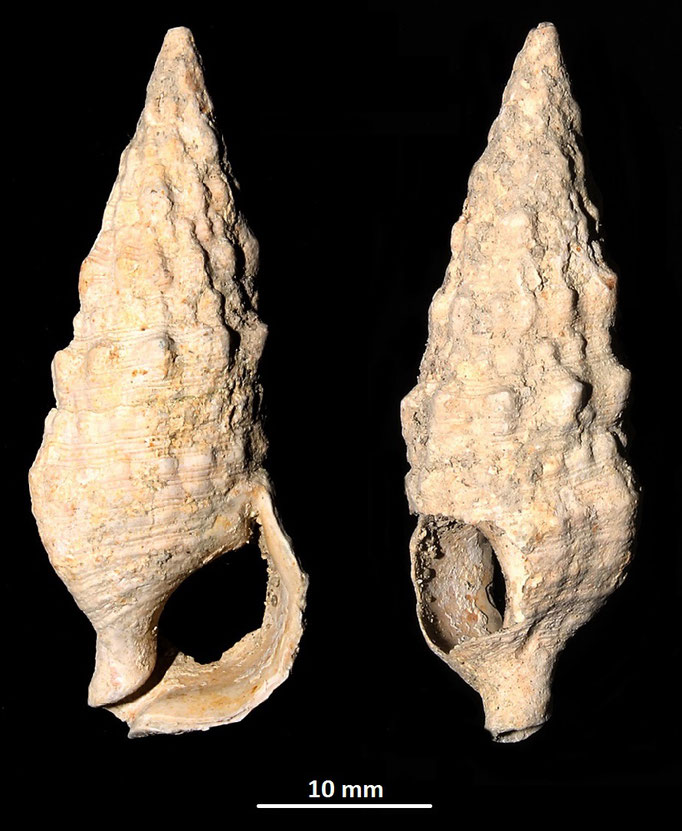 Cerithium vulgatum, Macchia della Turchina (Monteromano, VT)