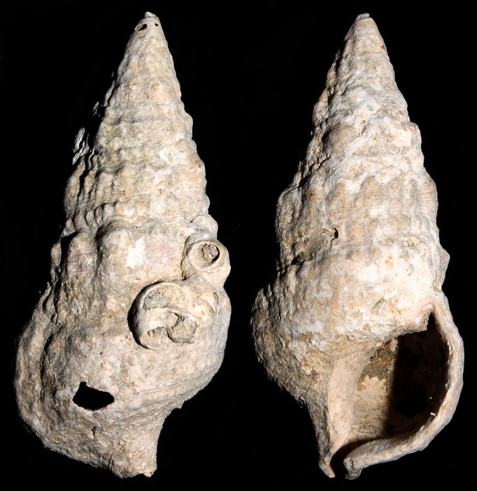 Cerithium vulgatum, Macchia della Turchina (Monteromano, VT)
