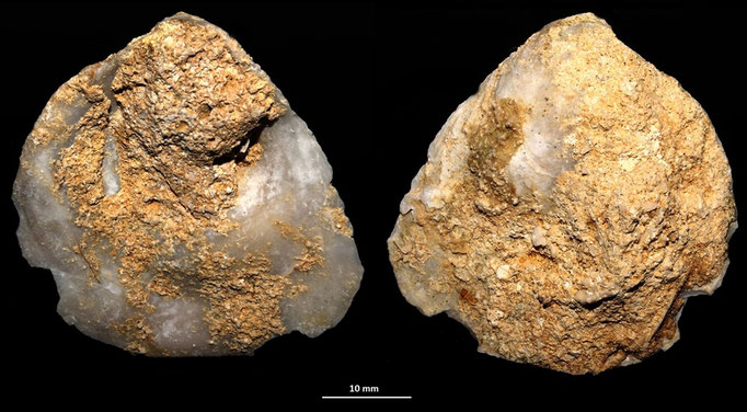 Ostrea edulis, calcareniti di Tarquinia (VT)