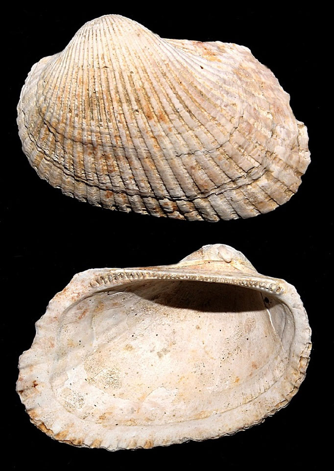 Anadara darwini, Macchia della Turchina (Monteromano, VT)