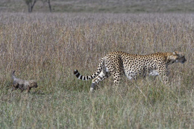 Gepardin mit Baby Masai Mara, Kenia fotografiert Uwe Skrzypczak