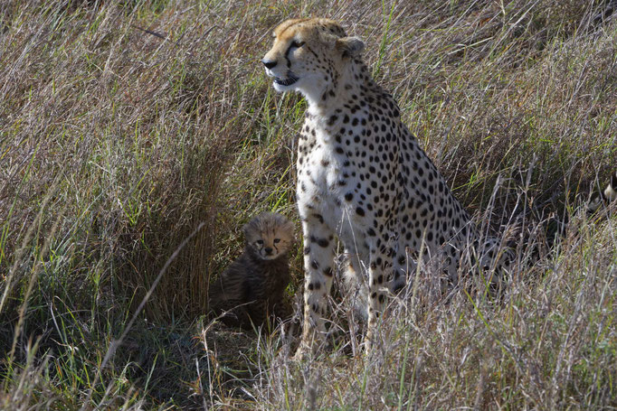 Gepardin mit Baby Masai Mara, Kenia fotografiert Uwe Skrzypczak