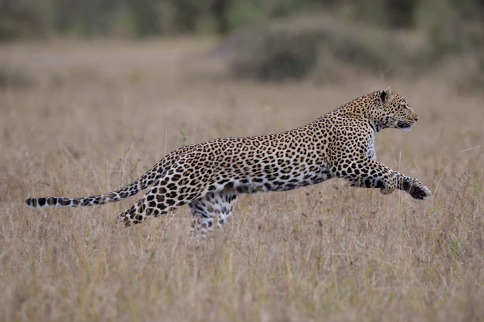 Leopardin Luluka, fotografiert Uwe Skrzypczak