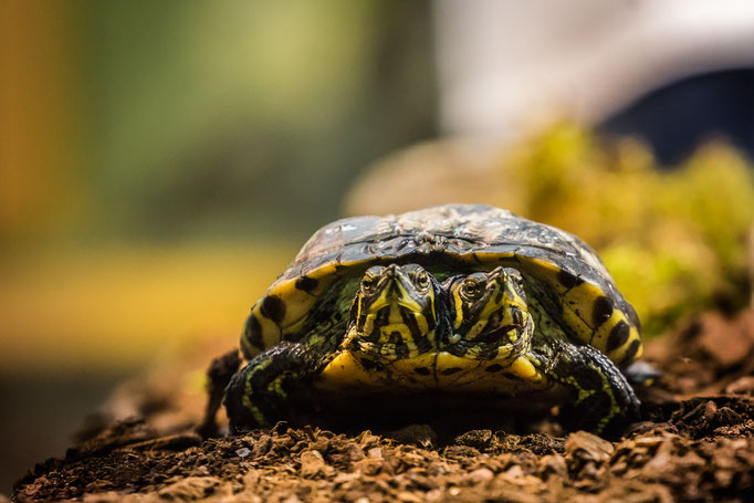 Zweiköpfige Sumpfschildkröte