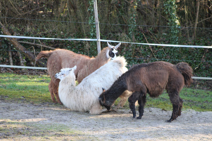 Sylvester ordet sich unter.