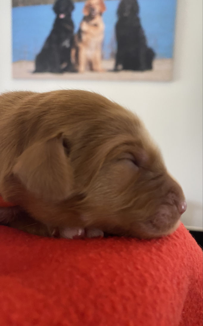 Hündin blond 550g orange Fee