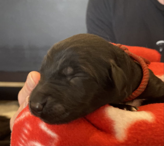 Hündin schwarz 490g rot Frida