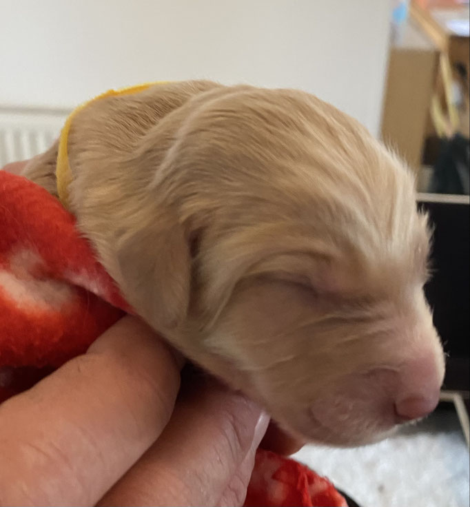 Hündin blond 540 g gelb Franzi