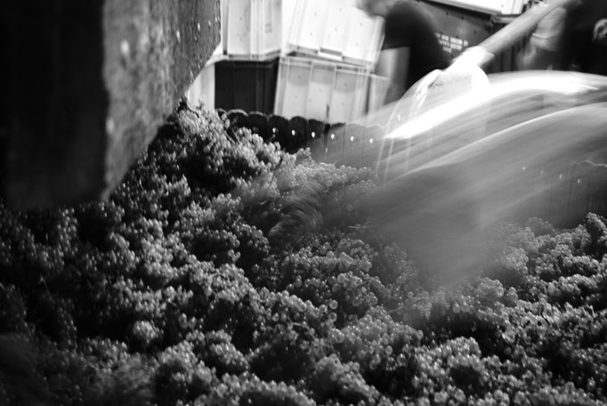 Grappes de raisin Chardonnay Grand Cru chargées dans le pressoir | Champagne Launois Paul @ Le-Mesnil-sur-Oger - Côte des Blancs (proche Épernay)