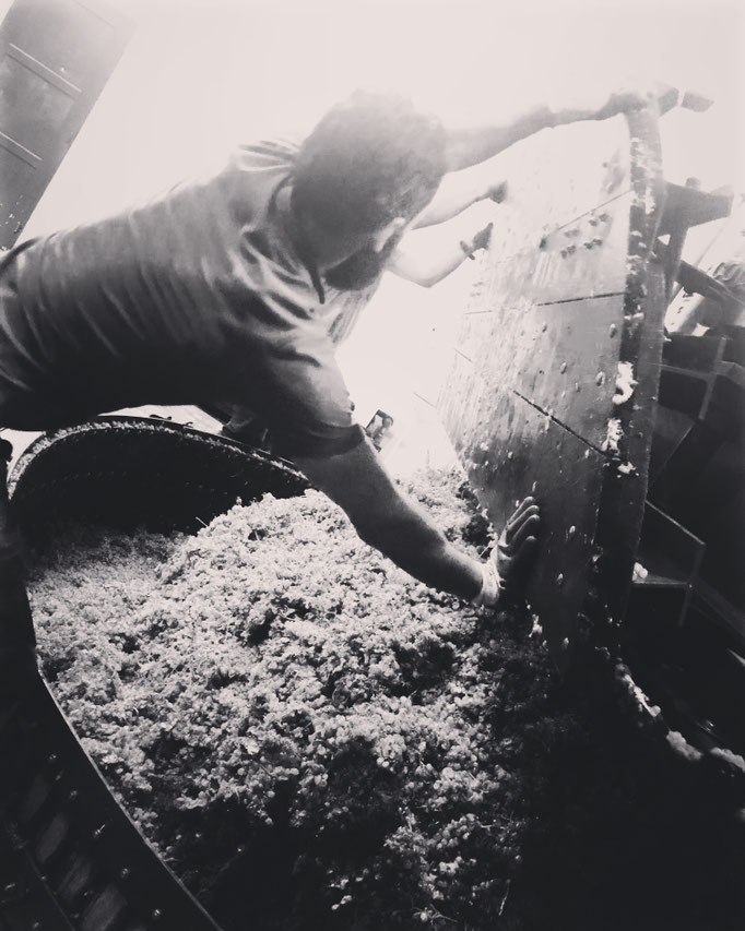 Vendanges 2016 : retrousse du raisin chardonnay dans le pressoir | Champagne Launois Paul @ Le-Mesnil-sur-Oger - Côte des Blancs (proche Épernay)