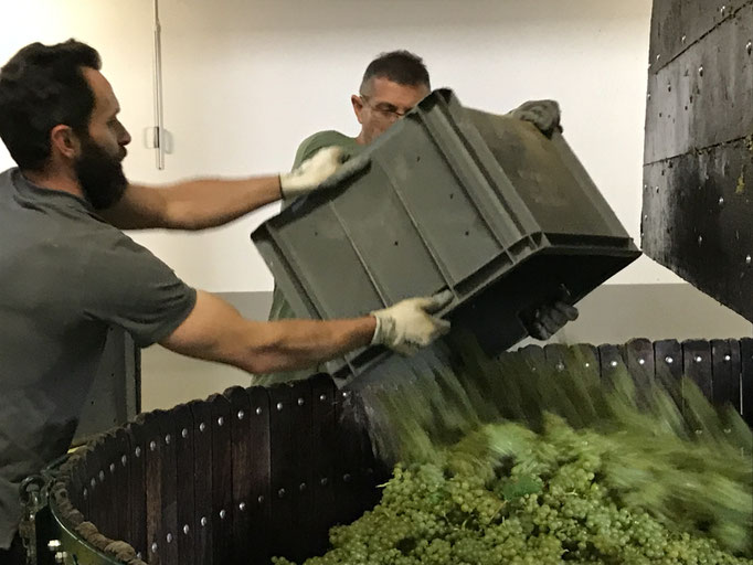 Filling up the press with chardonnay Grand Cru grapes | Champagne Launois Paul @ Le-Mesnil-sur-Oger - Côte des Blancs (proche Épernay)