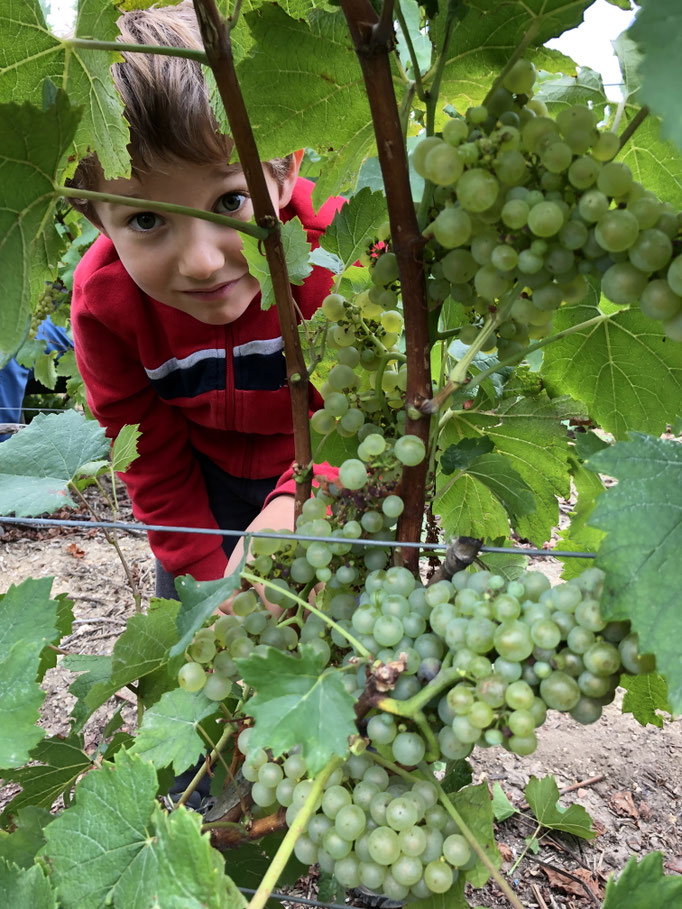 Paul Launois : harvesting | Champagne Launois Paul @ Le-Mesnil-sur-Oger - Côte des Blancs (proche Épernay)