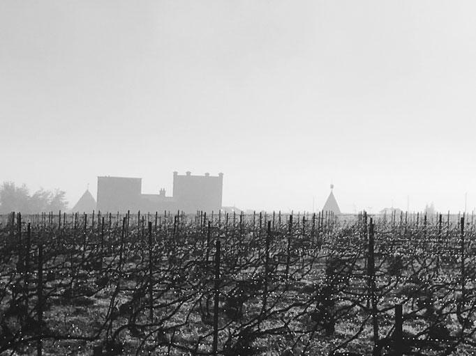 Dégel du vignoble du Mesnil-sur-Oger - Côte des Blancs (proche Épernay)