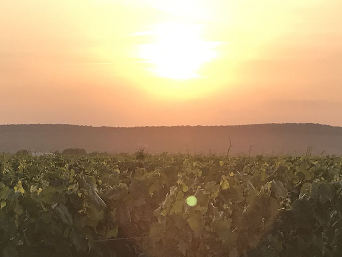 Coucher de soleil sur le vignoble au Mesnil-sur-Oger - Côte des Blancs (proche Épernay)