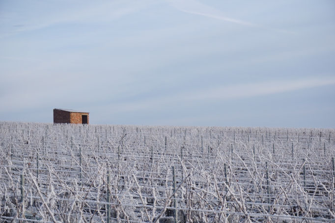Le vignoble du Mesnil-sur-Oger en hiver sous le gel - Côte des Blancs (proche Épernay)