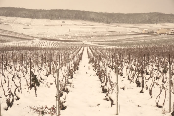 Snow in the vineyard at Le-Mesnil-sur-Oger - Côte des Blancs (proche Épernay)