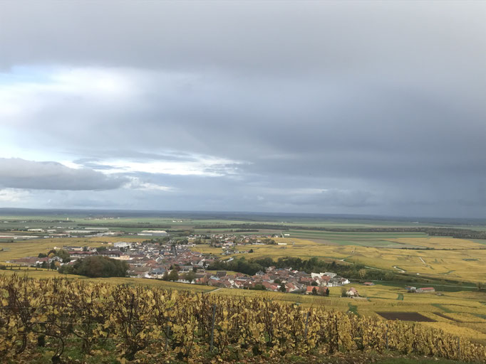 Paysage du vignoble champenois à Le-Mesnil-sur-Oger (Côte des Blancs, proche Épernay)