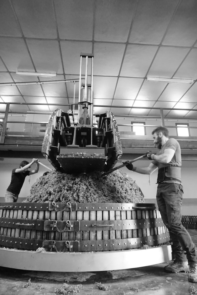 Harvest 2017 | Champagne Launois Paul @ Le-Mesnil-sur-Oger - Côte des Blancs (proche Épernay)