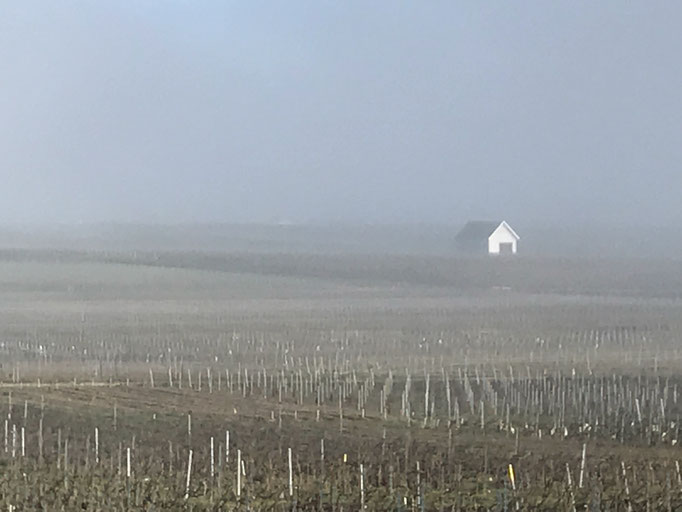 Fog over the vineyard at Le Mesnil-sur-Oger - Côte des Blancs (proche Épernay)