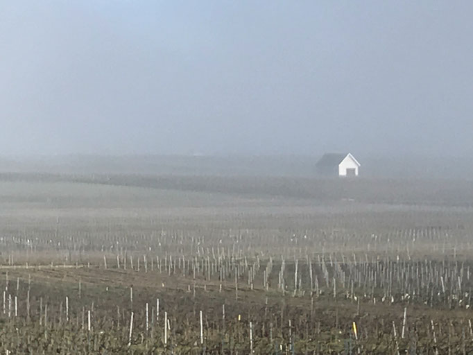 Fog over the vineyard at Le Mesnil-sur-Oger - Côte des Blancs (proche Épernay)