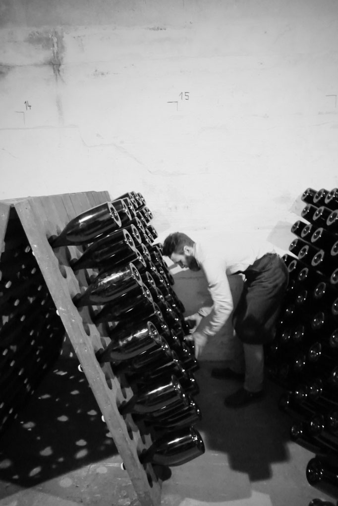 Julien Launois : remuage des bouteilles de champagne format Magnum | Champagne Launois Paul @ Le-Mesnil-sur-Oger - Côte des Blancs (proche Épernay)