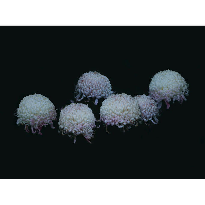 chrysanthemum / 菊