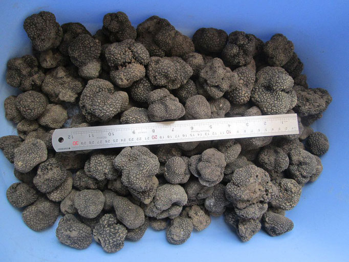 black winter truffle