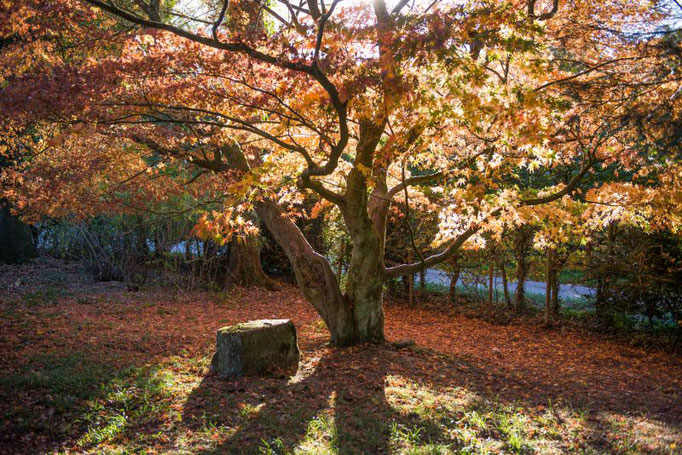 Herbstbild  Ferienwohnungen Altes Forstamt im Teutoburger Wald