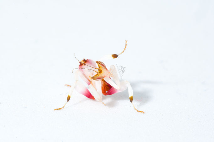 Hymenopus coronatus