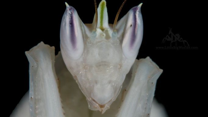 Hymenopus coronatus