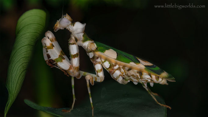 Chlidonoptera lestoni, adultes Weibchen