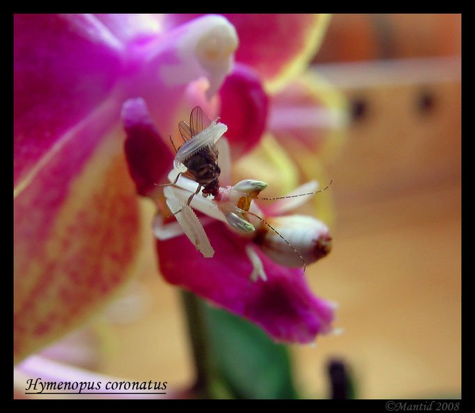 Hymenopus coronatus