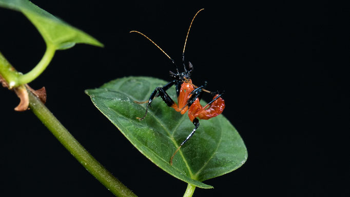 Hymenopus coronatus