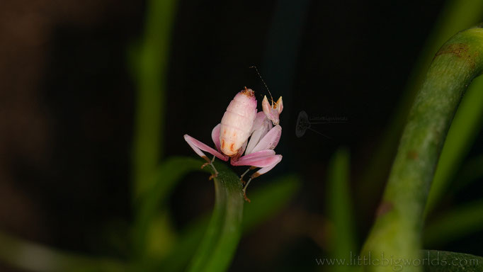 Hymenopus coronatus