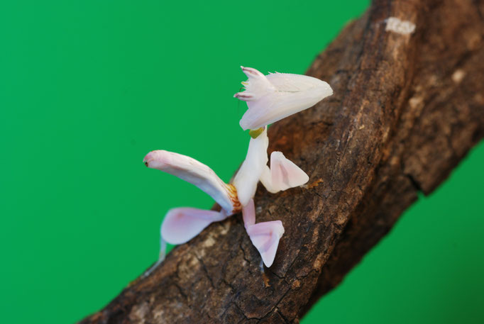 Hymenopus coronatus
