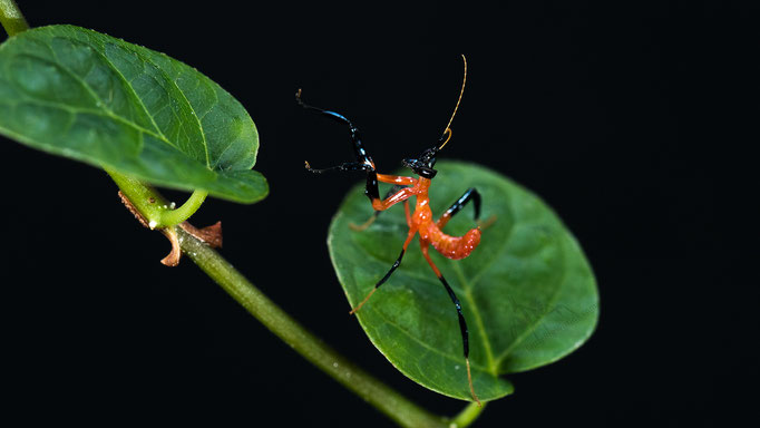 Hymenopus coronatus