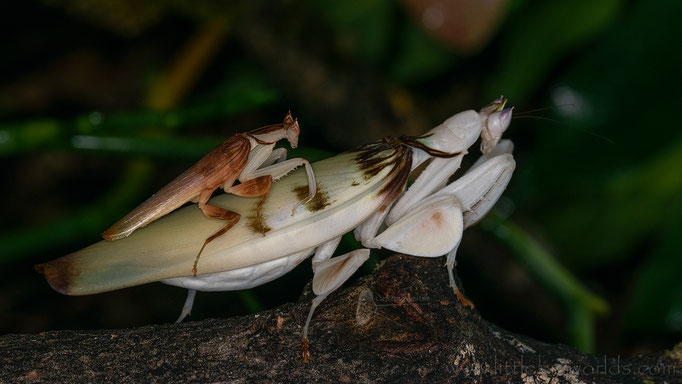 Hymenopus coronatus