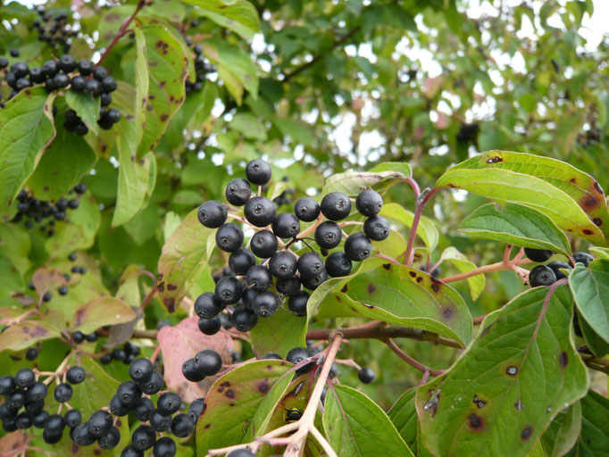 Bluthartriegel (Cornus sanguineum)