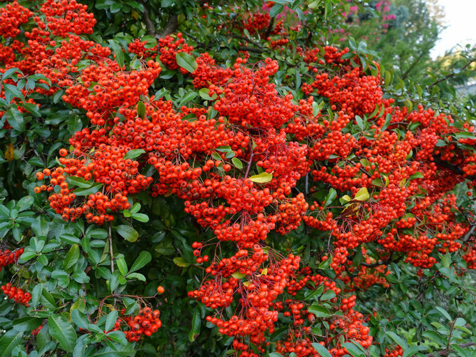 Feuerdorn (Pyracantha in Sorten)