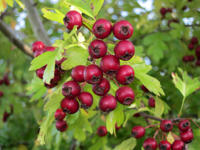 Weißdorn (Crataegus mongynea)