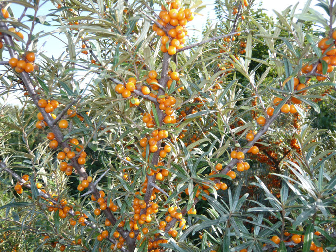 Sandorn (Hippophae rhamnoides)