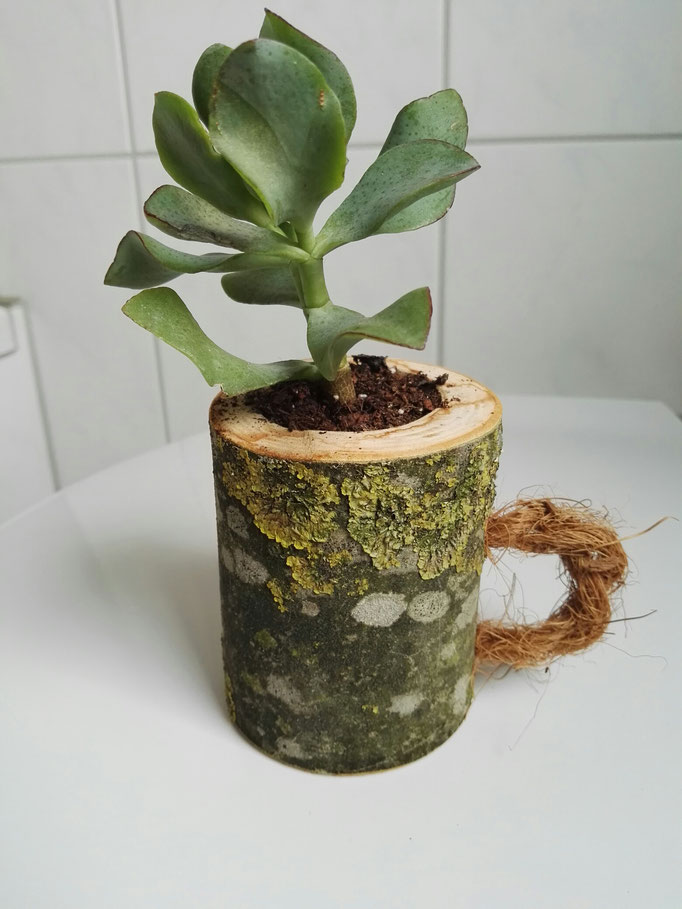 Tassenpflanze