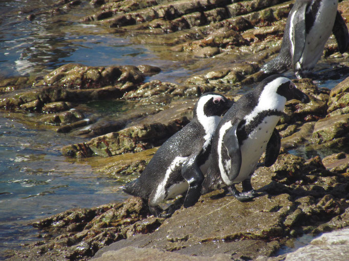Pinguine in Betty's Bay
