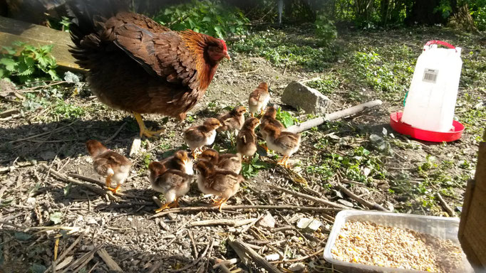 Welsumer rost-rebhuhnfarbig