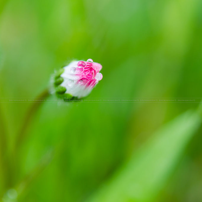 Fleurs Pierre Le Corre